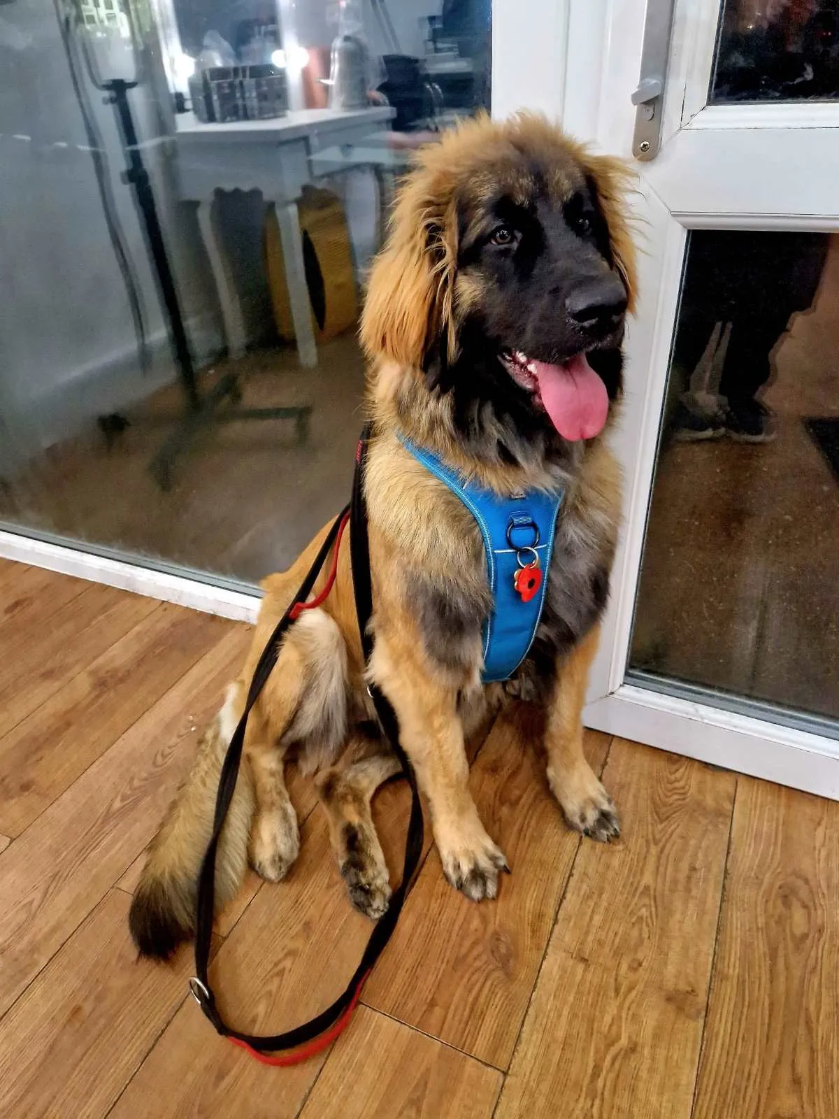 Large Dog Harness | XL Sizes Available