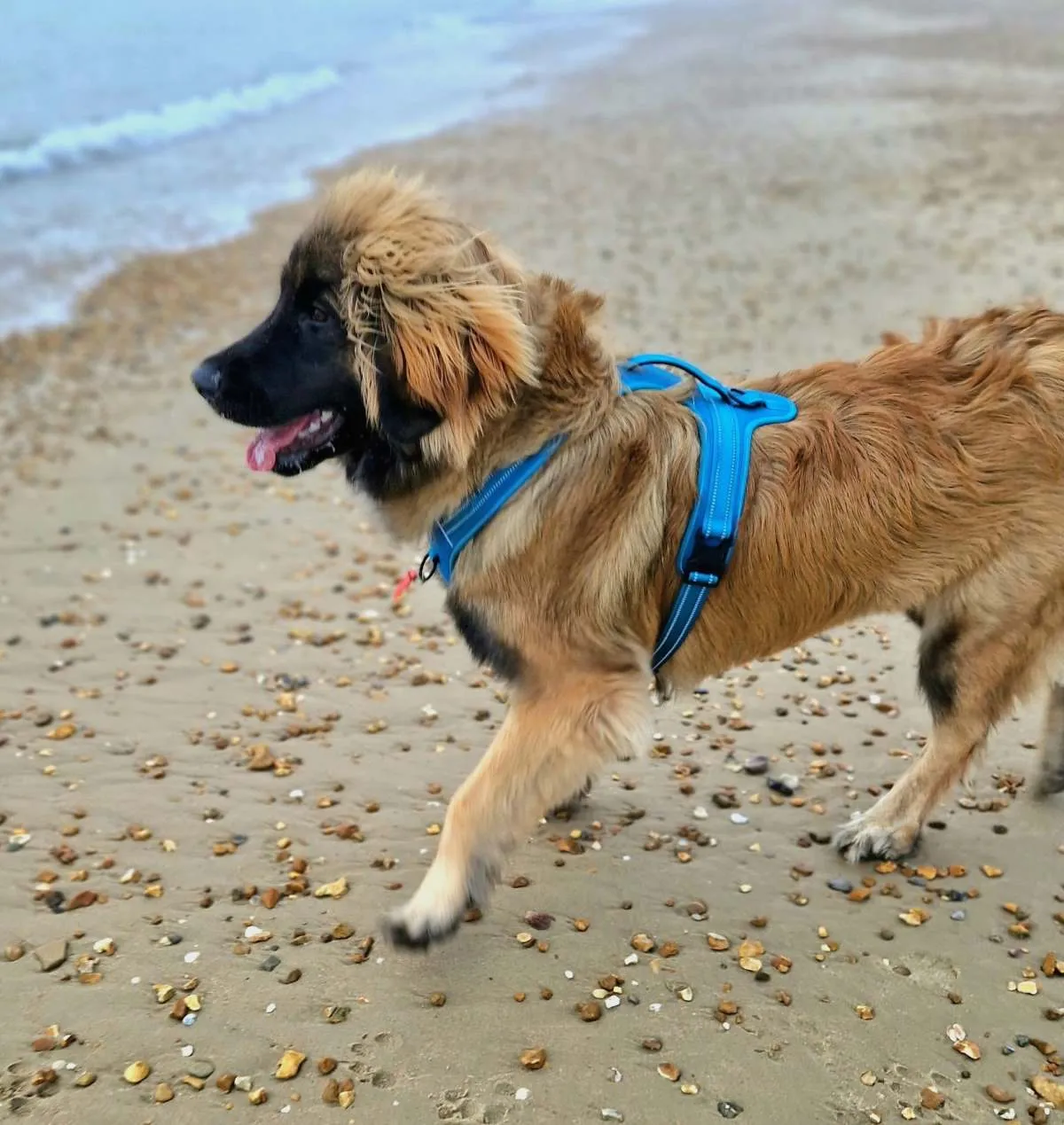 Large Dog Harness | XL Sizes Available